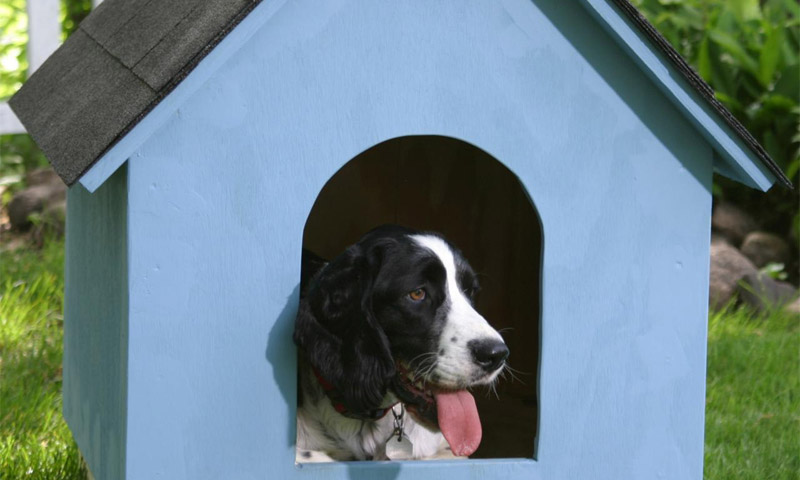 Gjør-det-selv doghouse tegninger og størrelser