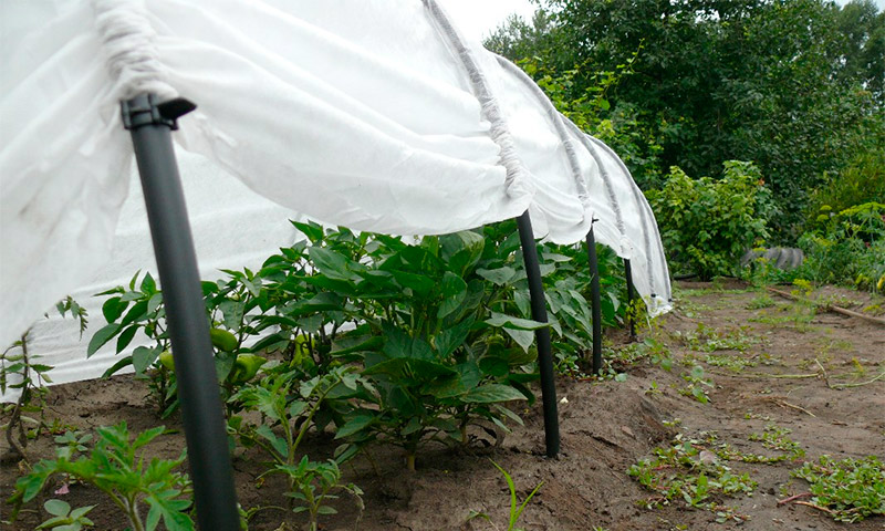 Greenhouse Agronomist - beoordelingen en aanbevelingen voor het gebruik ervan