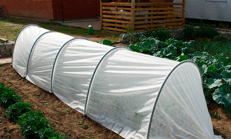 Hotbed Clover - beoordelingen en aanbevelingen van groentetelers