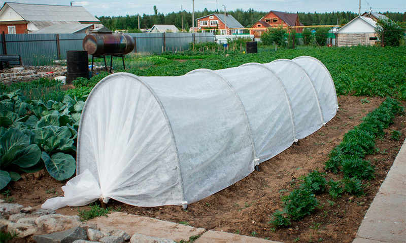 Hotbed Güzel yazlık - yaz sakinlerinin yorumları ve önerileri