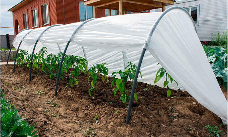 Greenhouse Successful harvest - reviews of summer residents of vegetable growers