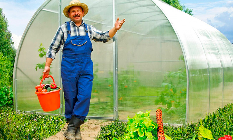 Greenhouse Orange - ulasan dan cadangan penduduk musim panas