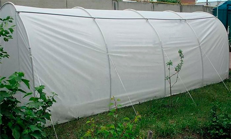 Greenhouse Dachnik - avis et recommandations des jardiniers