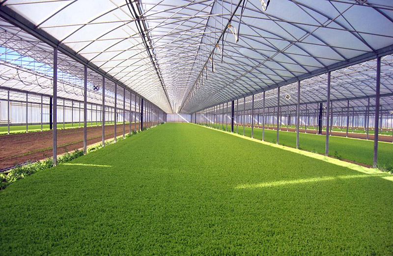 Polycarbonate greenhouse